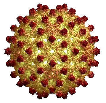 Вирус гепатита B